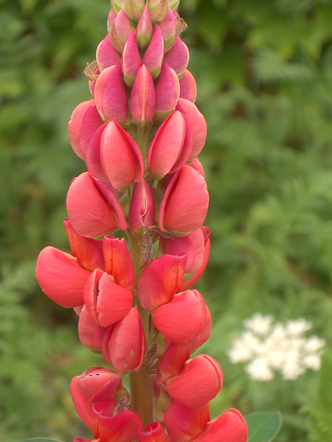 Flower at OMSI