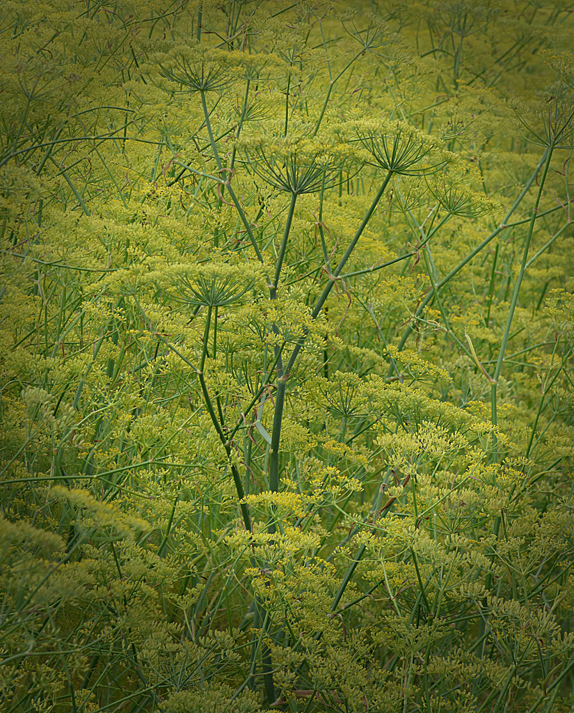 Fenchel