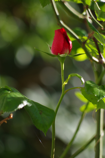 Mon petit jardin - my little garden - mein kleiner Garten