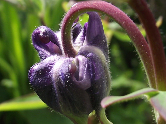 Canterbury bells