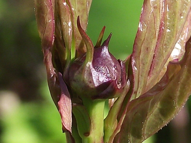 Peony bud