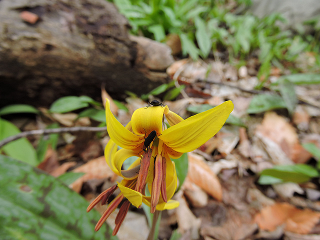 Erythronium americanum