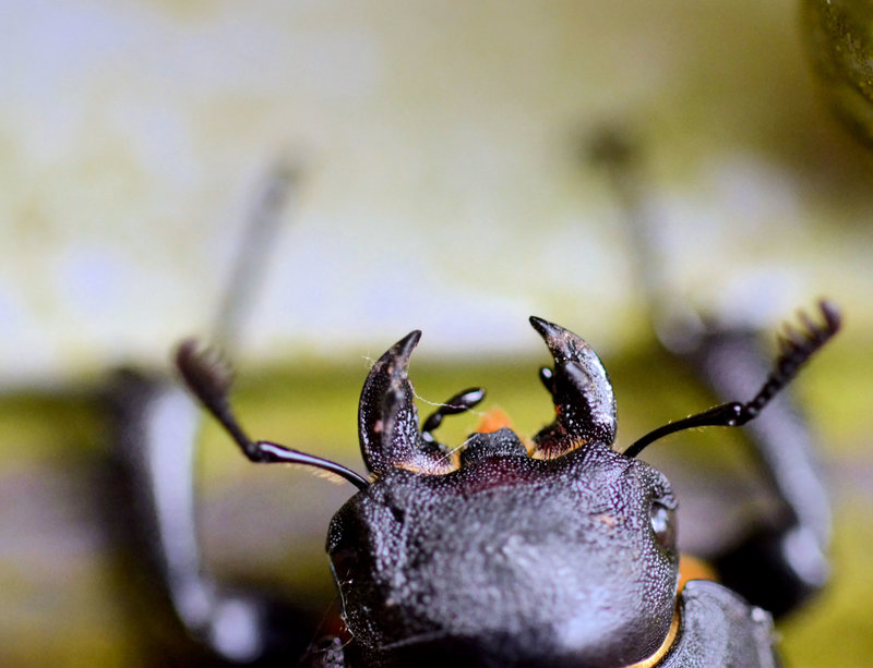 Stag Beetle head