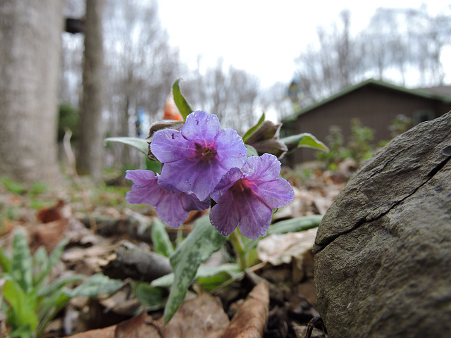 Pulmonaria