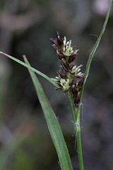 Many-flowered Wood Rush