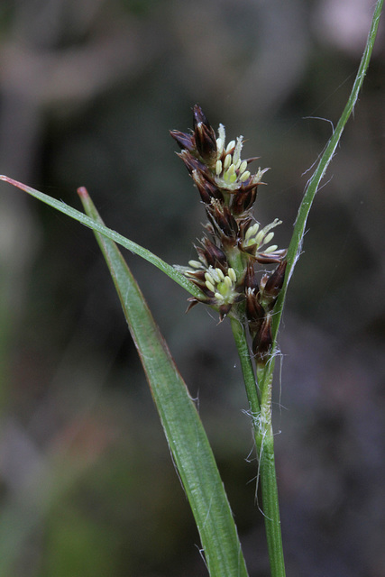 Many-flowered Wood Rush