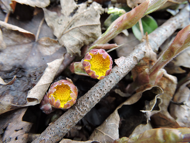 Tussilago farfara