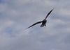 Parc aux oiseaux Villars les Dombes