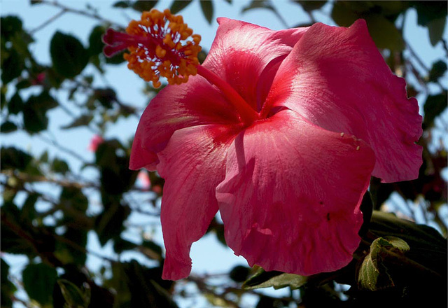 Flor de intenso rojo, Colina