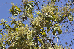 20120209-5723 Buchanania cochinchinensis (Lour.) M.R.Almeida