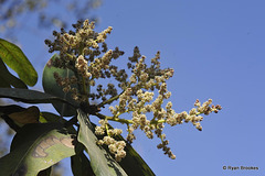 20120209-5727 Buchanania cochinchinensis (Lour.) M.R.Almeida