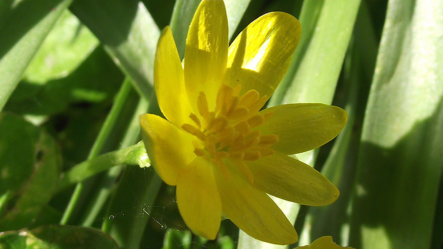 A lovely celandine