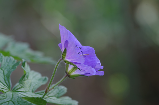 Mon petit jardin - my little garden - mein kleiner Garten