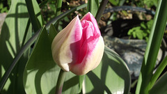 A new tulip has come out
