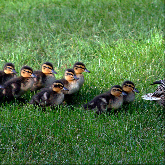 Walking class