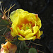 Yellow Rose Of Arizona