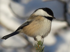 There's always a Chickadee