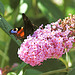 Peacock Butterfly Take Two