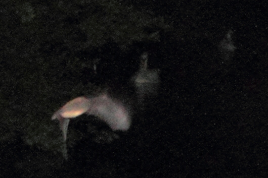 IMG 3485 dpp