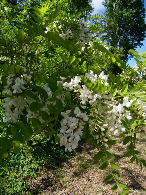 Acacia