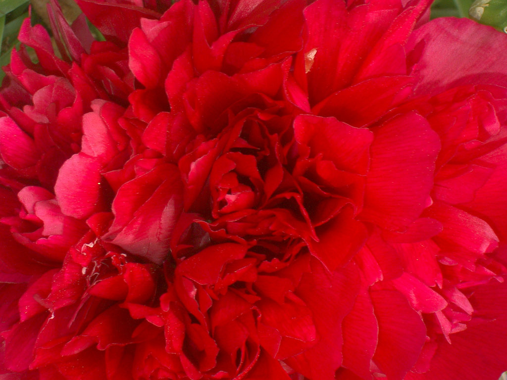 Peony