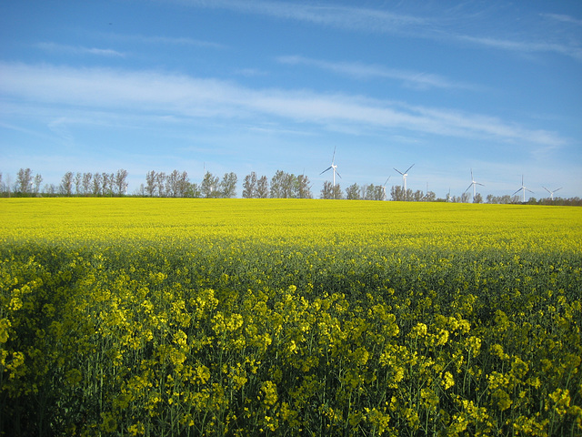 Rapsfeld bei Lüdersdorf