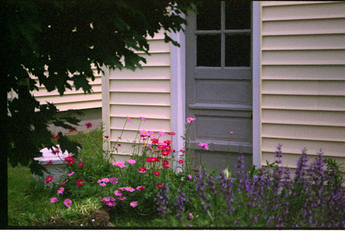 Painted Daisies & Sage