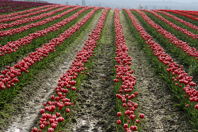 Endless Tulips