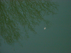 Moon in the canal, with willows