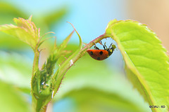 Ladybird consuming Aphid.