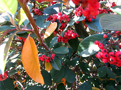 Coloured Leaves and Berries