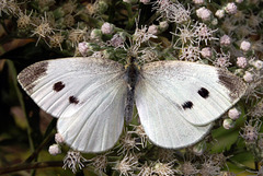 Female Cabbage White Butterfly