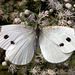 Female Cabbage White Butterfly