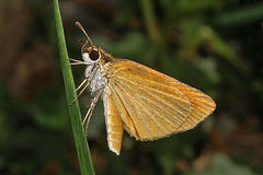 Least Skipper Butterfly