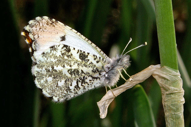 Falcate Orangetip Butterfly