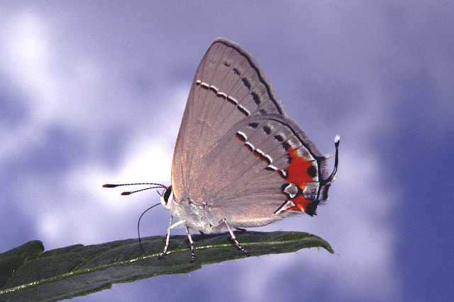 Gray Hairstreak Butterfly