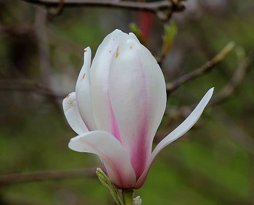 Macro Flower