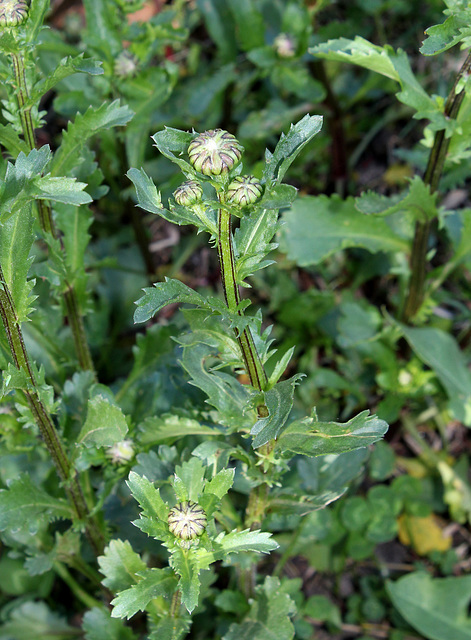 leucanthemum vulgare