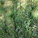 leucanthemum vulgare