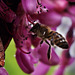 abeille sur fleurs de l'arbre de Judée