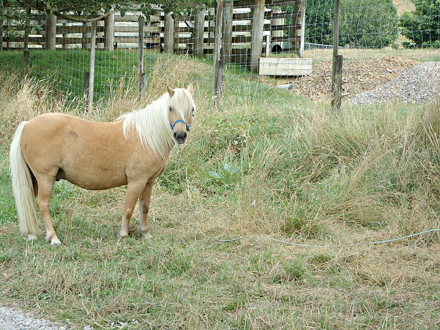 Shetland Pony