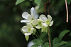 ~ Clematis ~