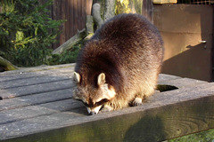 Tierpark Lüneburg