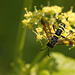 Sawfly Needs Name