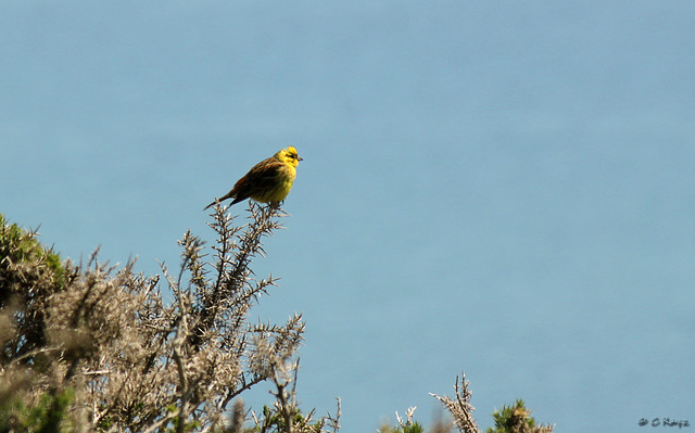 Yellowhammer Male