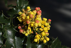 Mahonia aquifolium