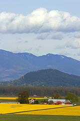 Skagit Valley Daffodil Fields