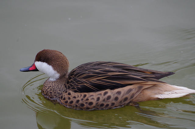 Parc aux oiseaux - Villars les Dombes - Ain