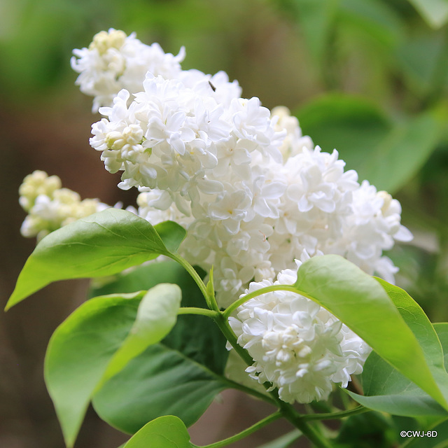 Lilac Blossom