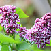 Lilac Blossom